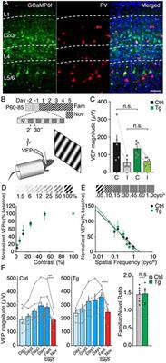 Opposing Somatic and Dendritic Expression of Stimulus-Selective Response Plasticity in Mouse Primary Visual Cortex